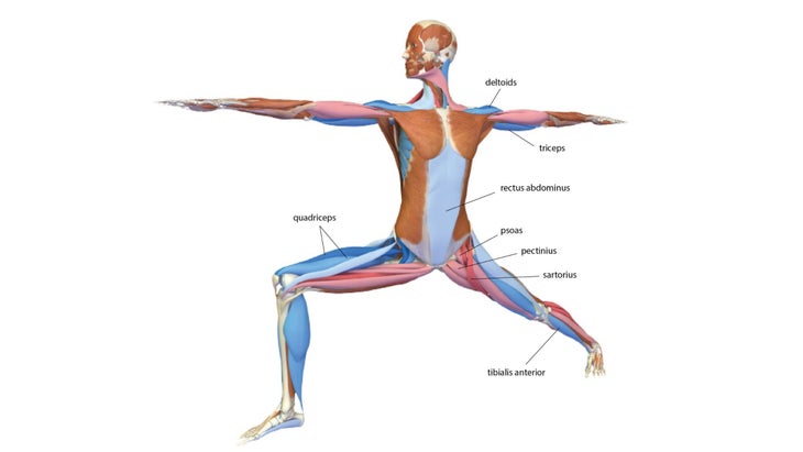 Yoga Exercise: Warrior Poses (Virabhadrasana) I, II, III To Add Muscle Mass & Reduce Skinny Fat