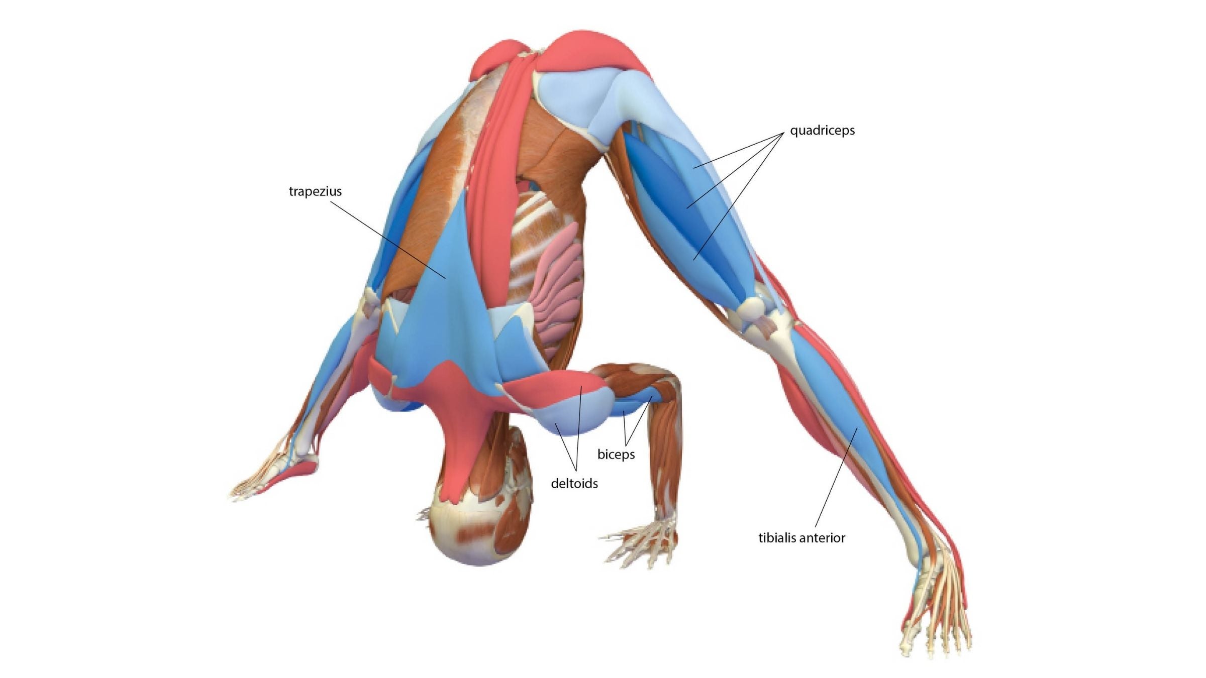 Wide Legged Standing Twist Variations - 86 variations of Wide Legged  Standing Twist