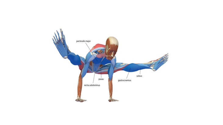 Yoga Exercise: Firefly Pose (Tittibhasana) To Add Muscle Mass & Reduce Skinny Fat, Workout At-Home (Mat/No Equipment)