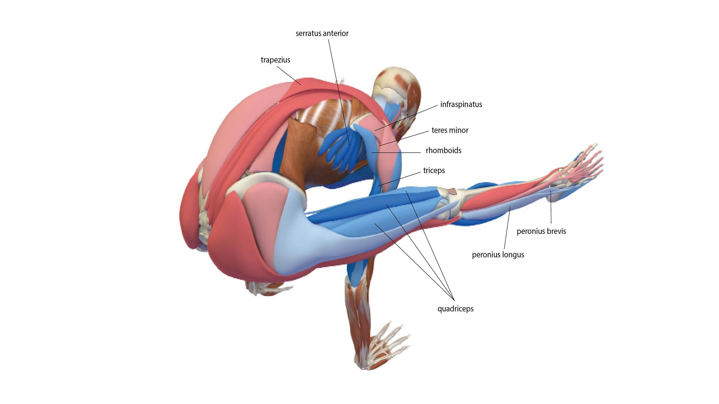 anatomy of firefly pose: back body