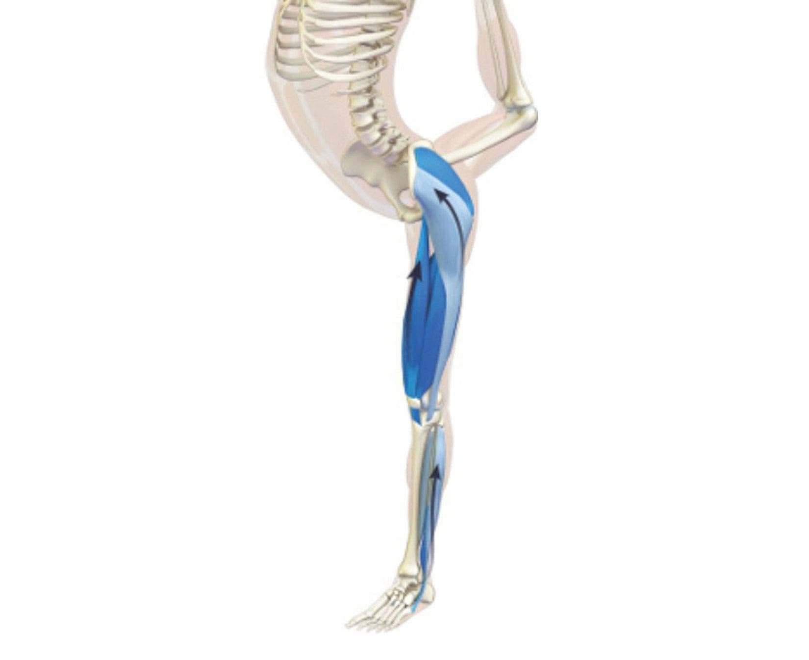 An anatomy illustration showing the body in Dancer Pose 