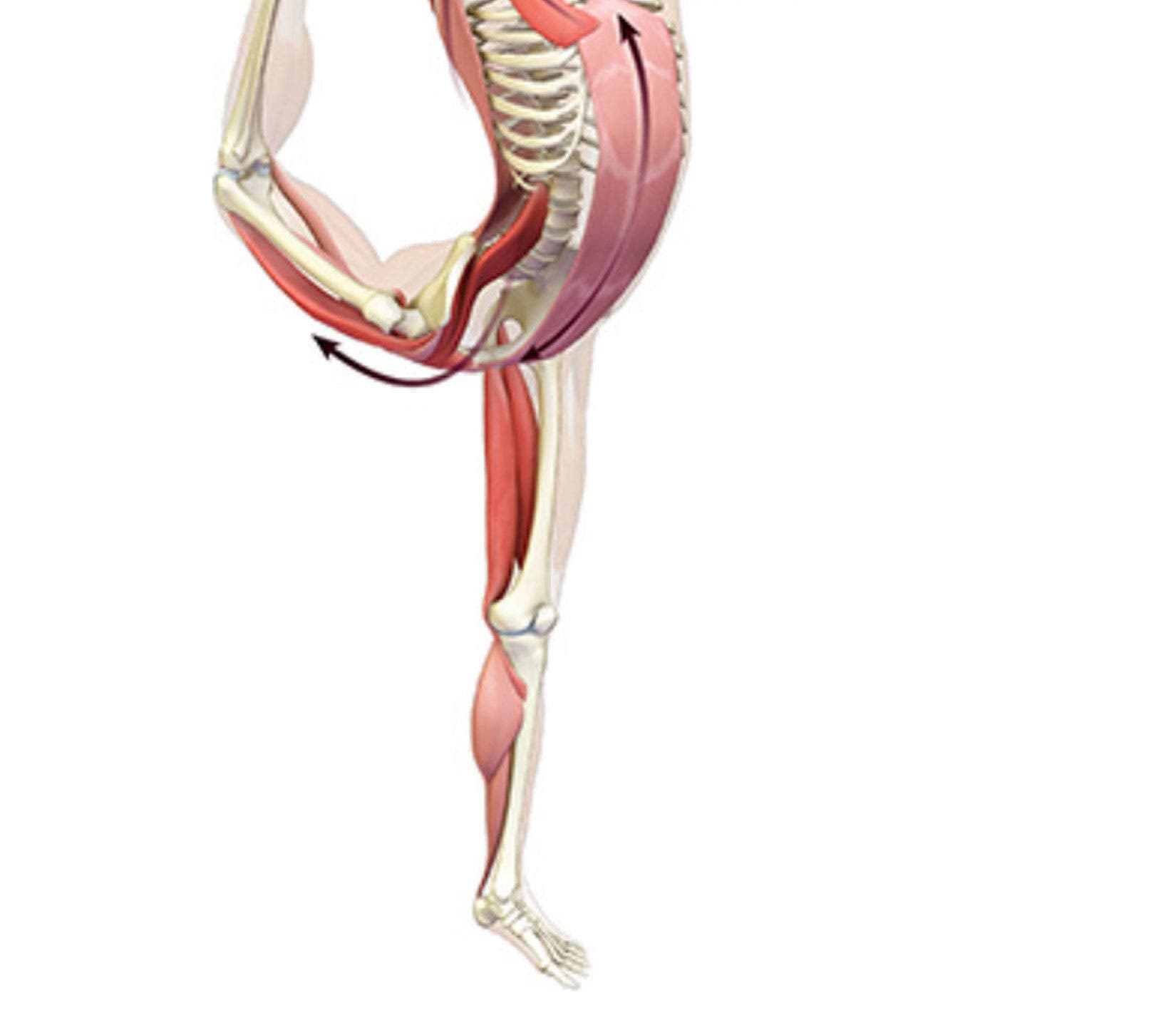 An anatomy illustration showing the body in Dancer Pose 