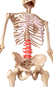 An anatomical illustration of L1 to L5, the lumbar vertibrae, that are