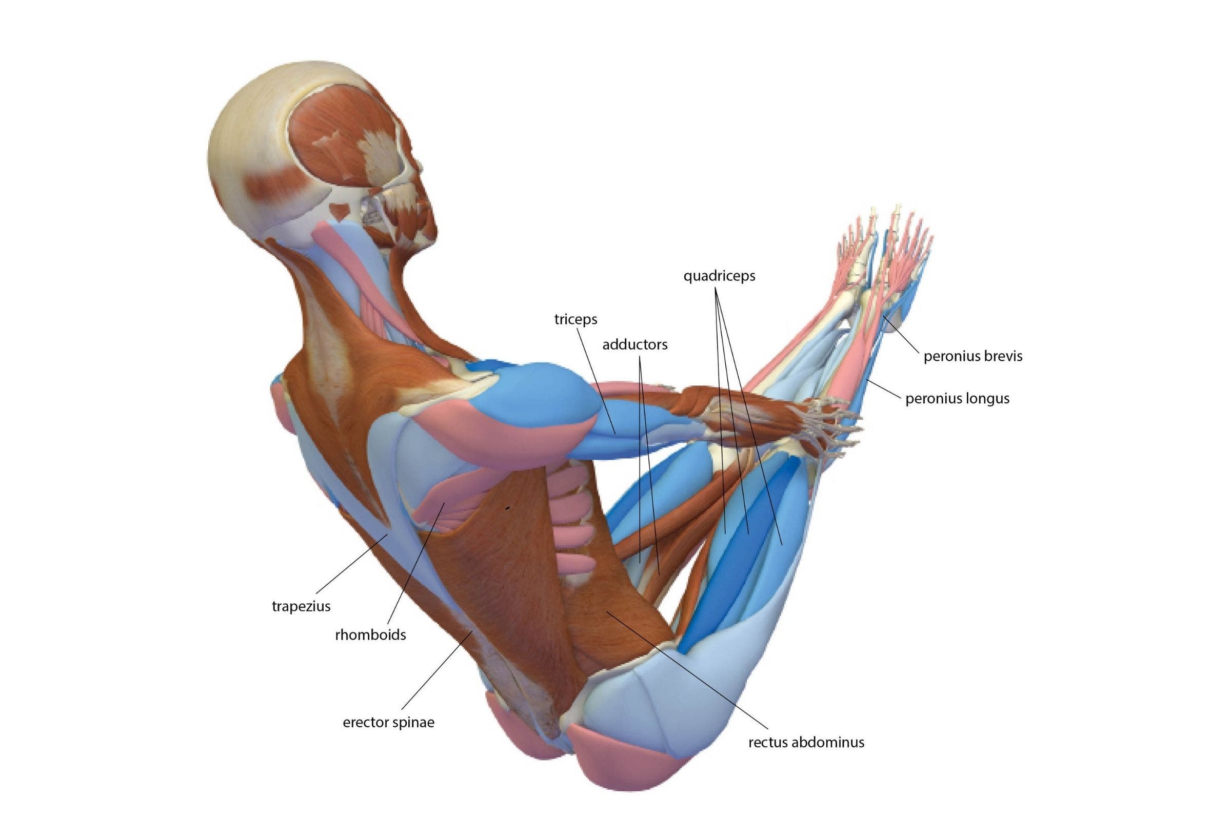 An anatomy drawing of a body in Boat Pose (Navaasana)