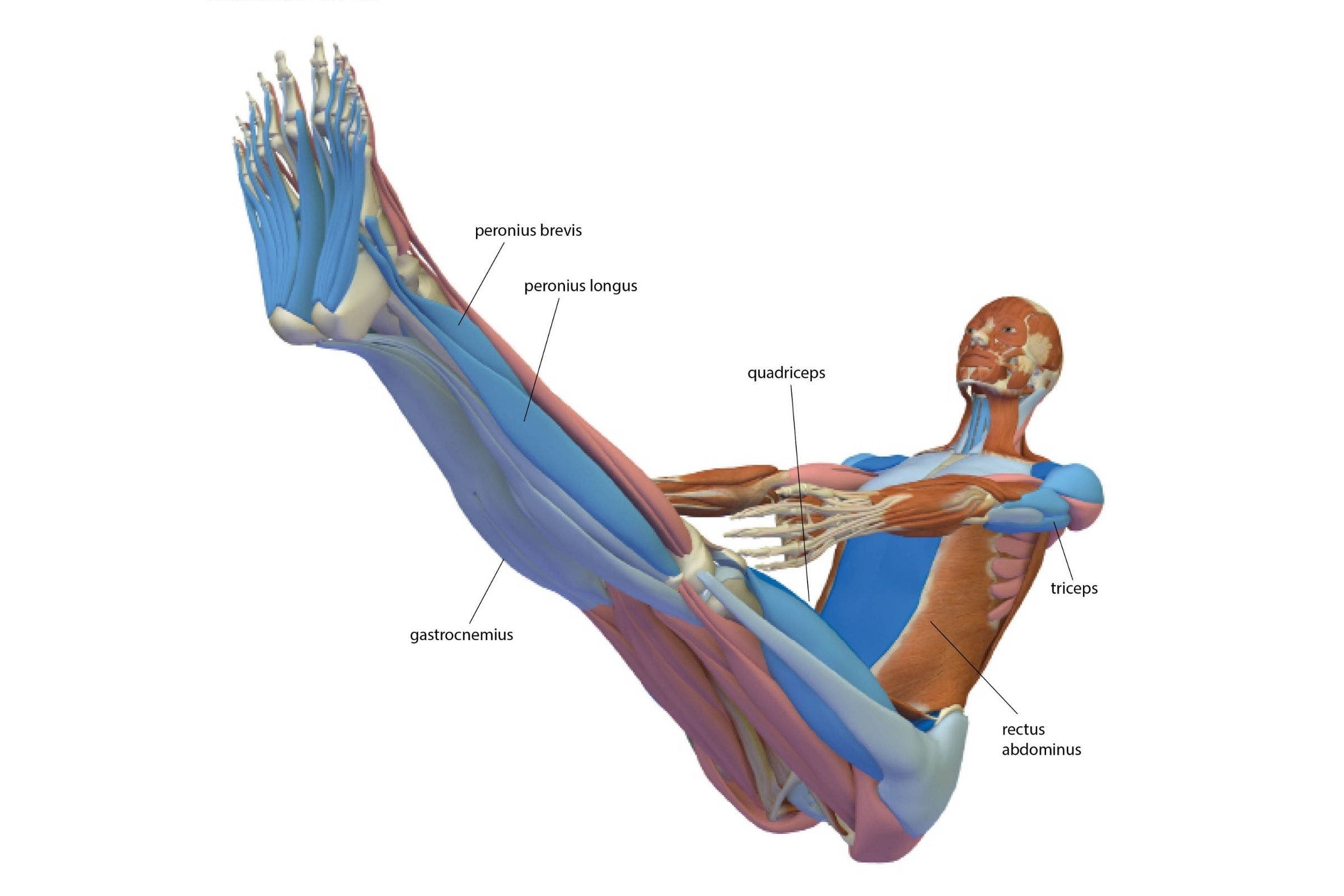 An anatomy drawing of a body in Boat Pose (Navaasana)