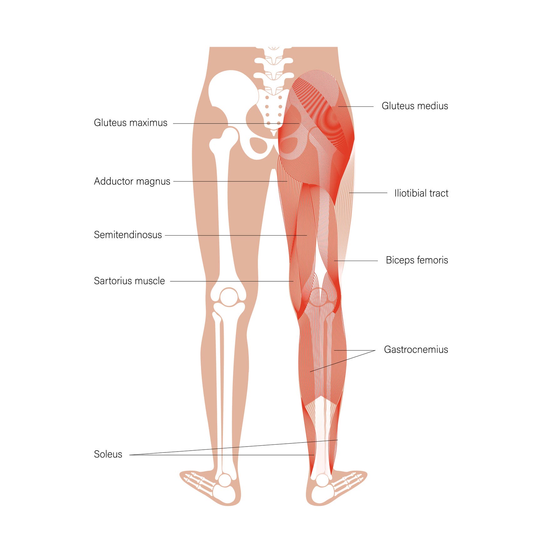 An illustration shows the human muscular system of legs in back view: gluteus medius, gluteus maximus gastrocnemius, and other muscles. Pelvis, leg and hip bones.