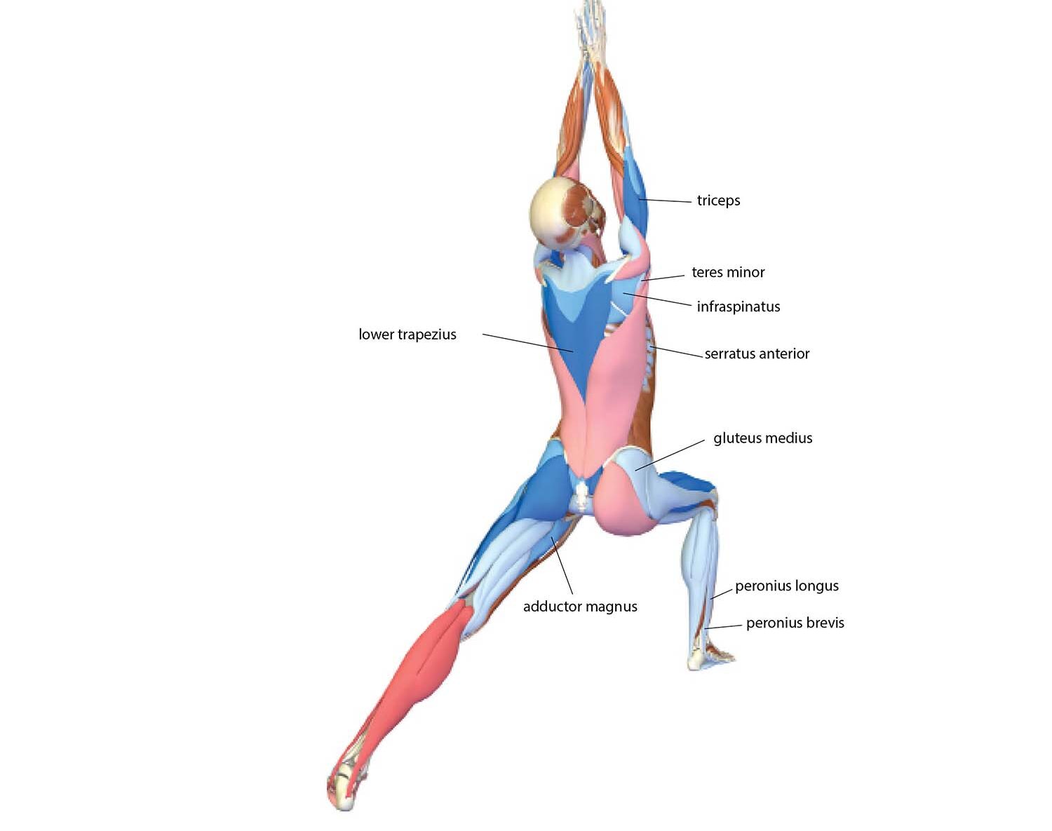 An anatomy illustration shows the body in Warrior I Pose (Virabhadrasana I)