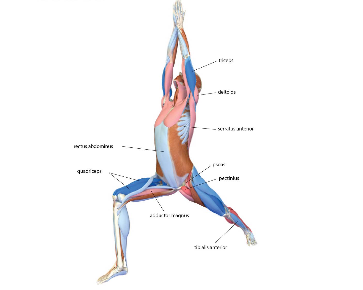 An anatomy illustration shows the body in Warrior I Pose (Virabhadrasana I)