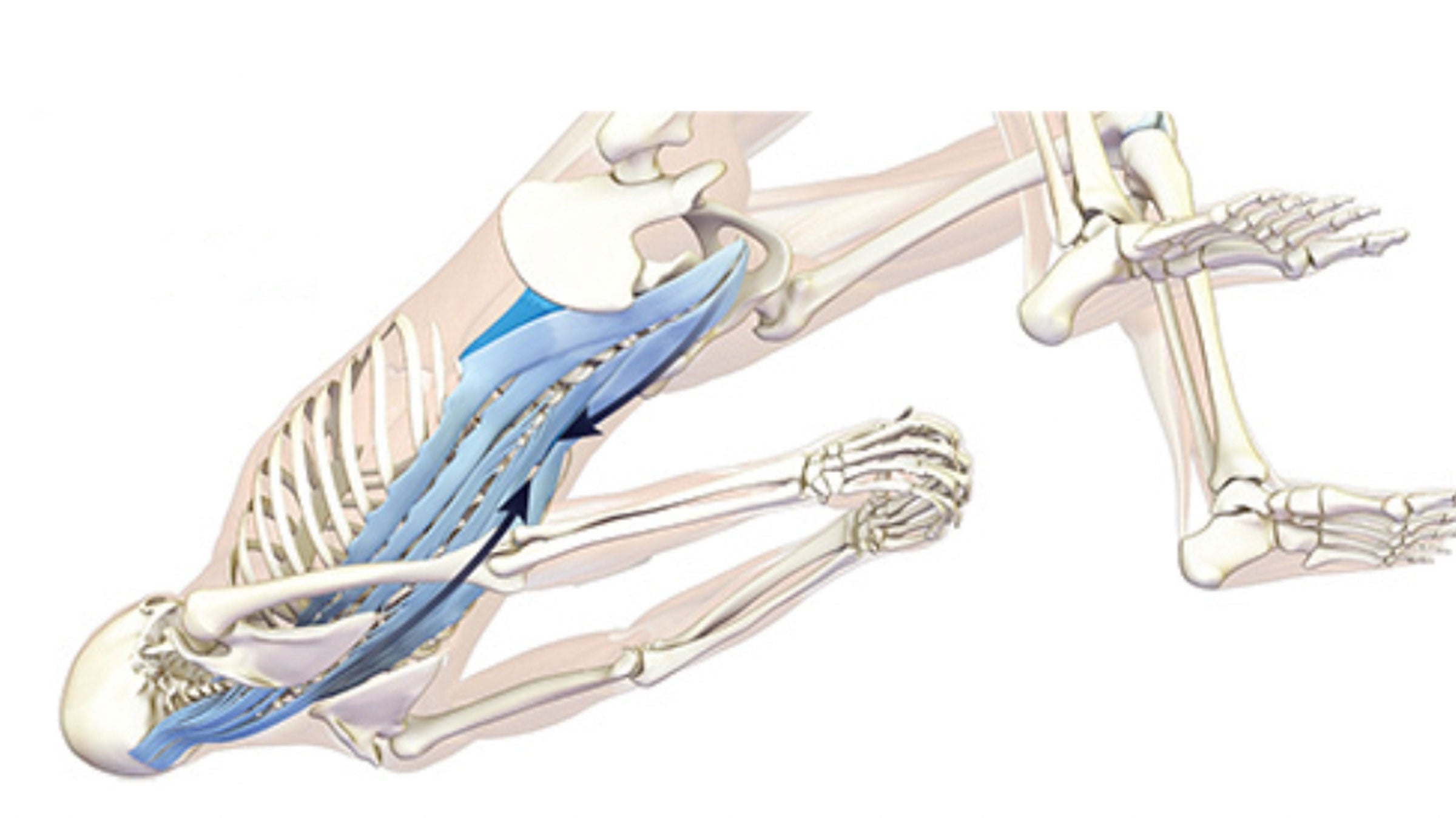 Blue Wren Yoga - Muscles we used in Setu Bandha Sarvangasana - Bridge pose  this week :) | Facebook