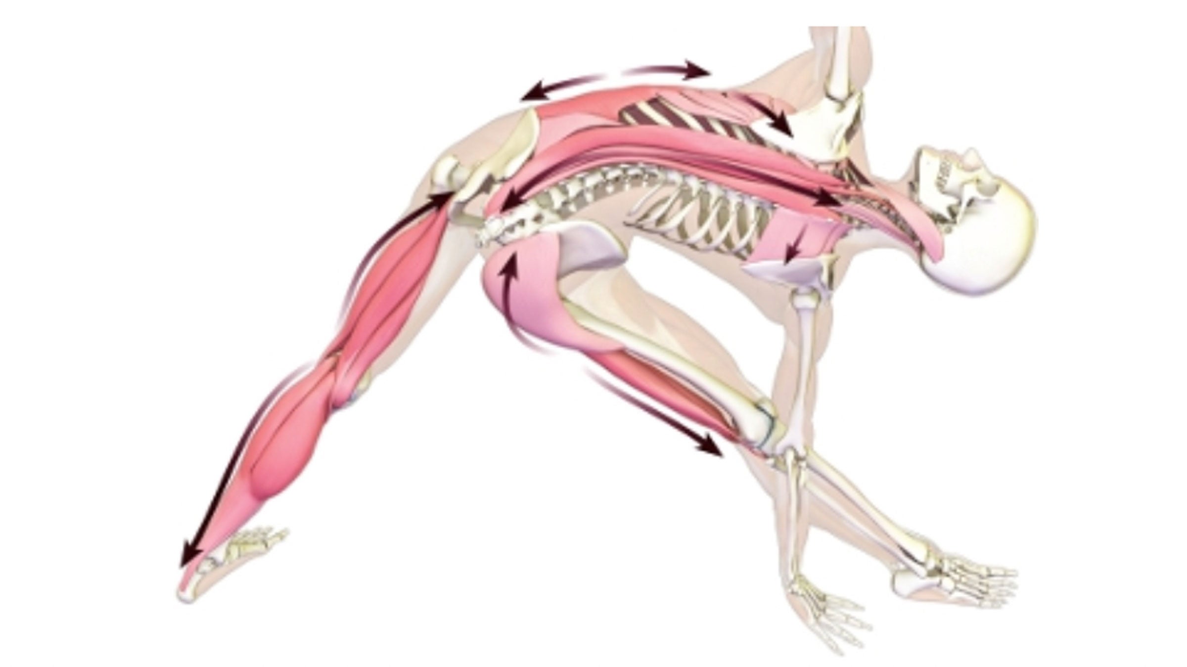 An anatomy illustration shows the body in Extended Triangle Pose