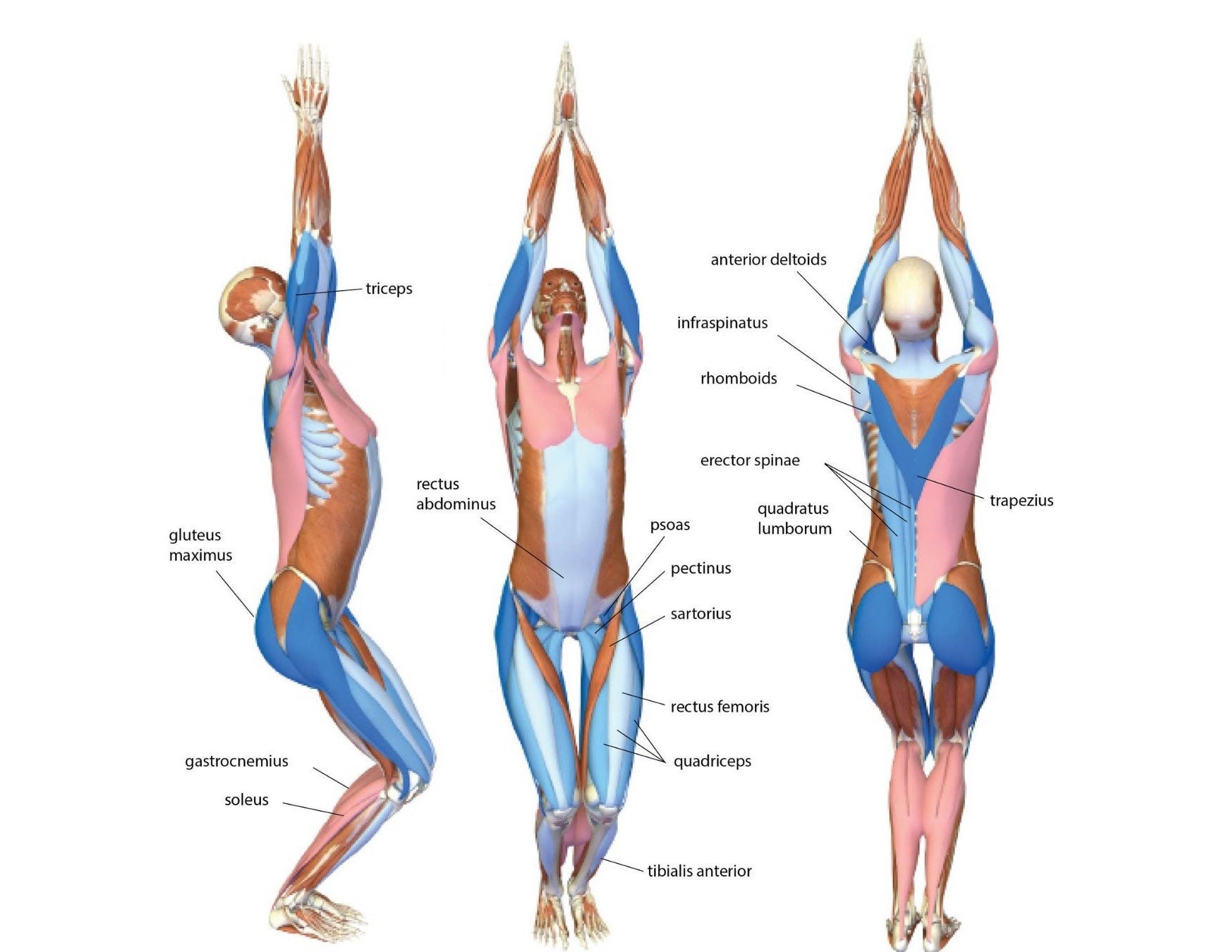 An anatomy illustration shows what the body looks like in Chair Pose: Utkatasana