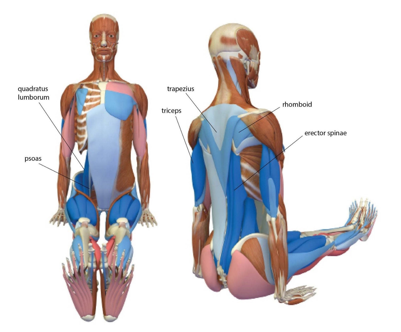Dandasana (Staff Pose) anatomy illustration