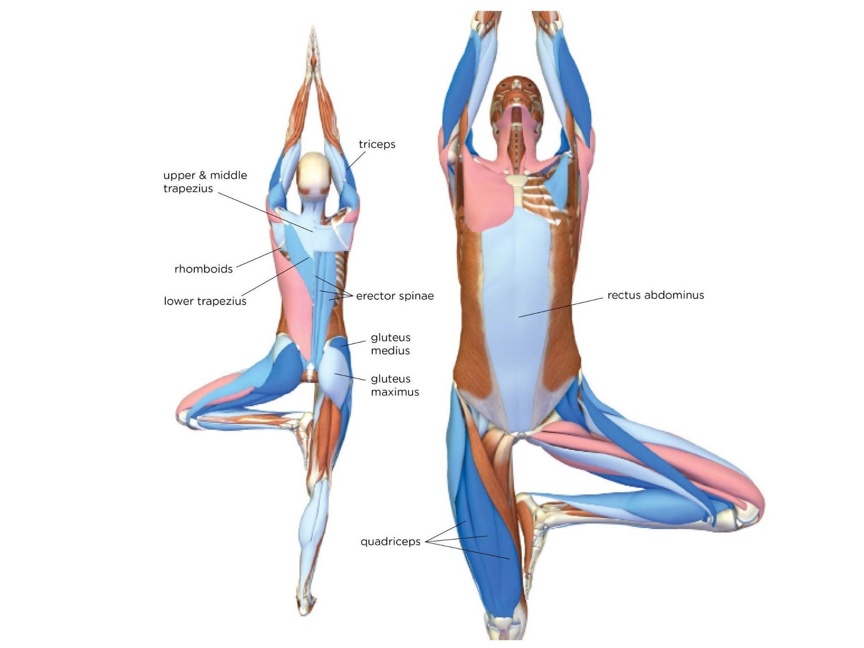 An anatomy illustration shows the body in Tree Pose: Vrksasana