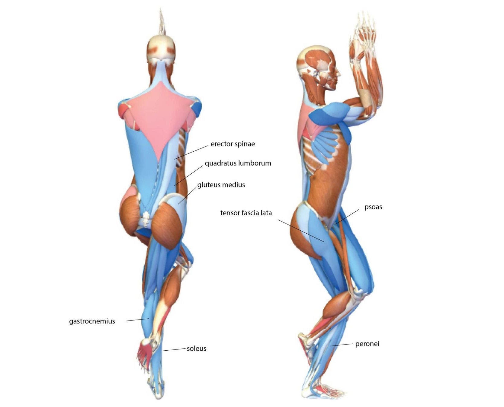 An anatomy illustration shows the body in Eagle Pose