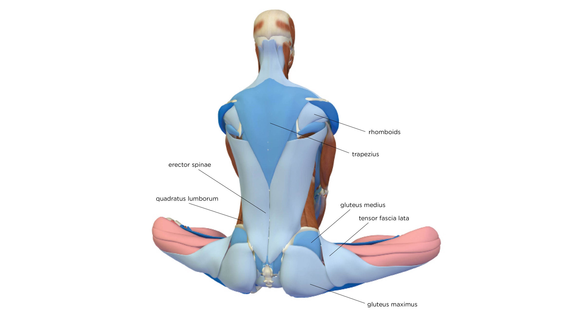 Psoas…So What?! Finding and Exploring The Psoas in 10 Yoga Poses - YOGA  PRACTICE
