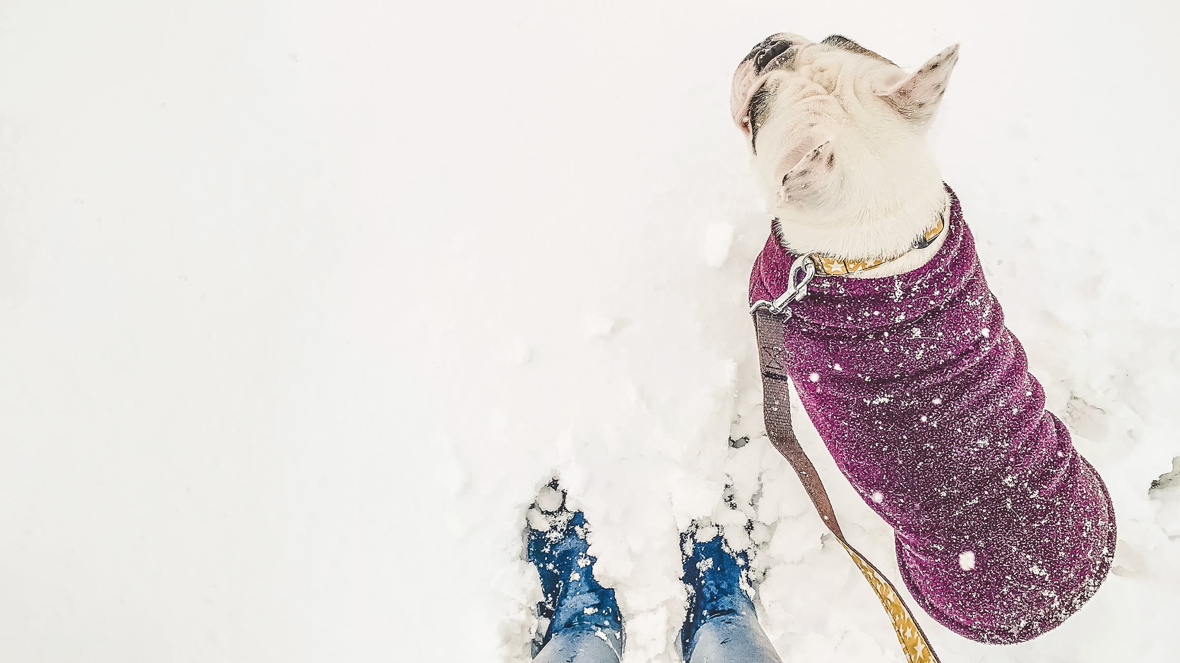Above shot of a dog in a sweater in the snow