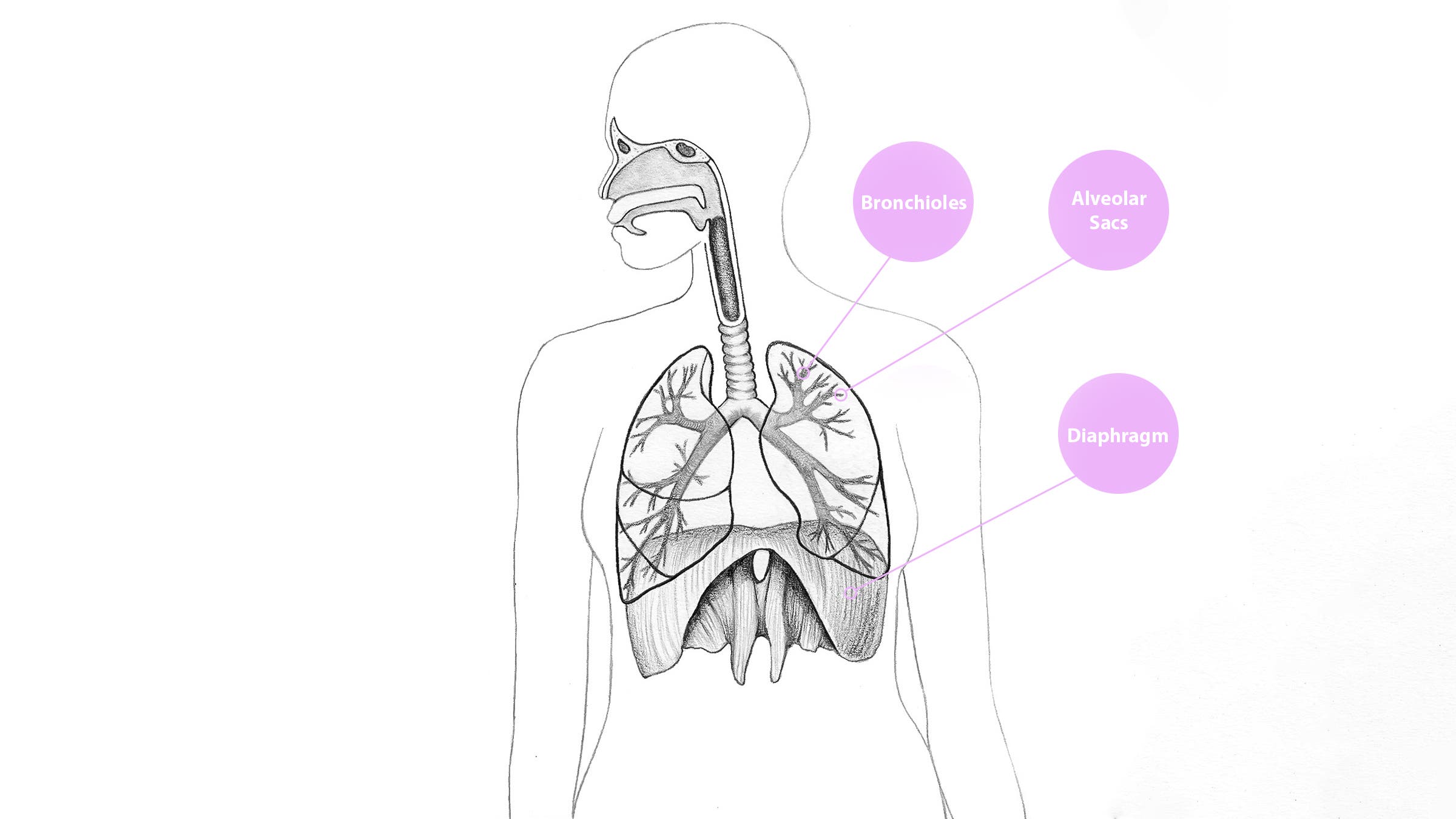 Human respiratory system