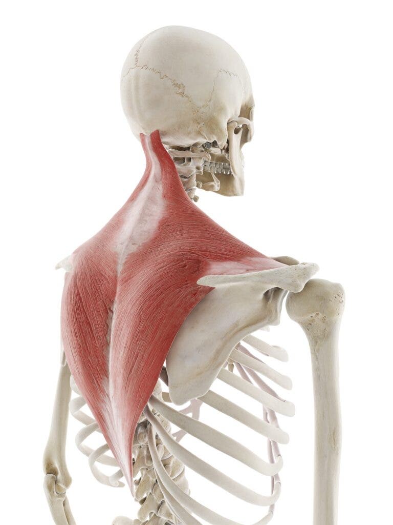 Illustration of the trapezius muscle.