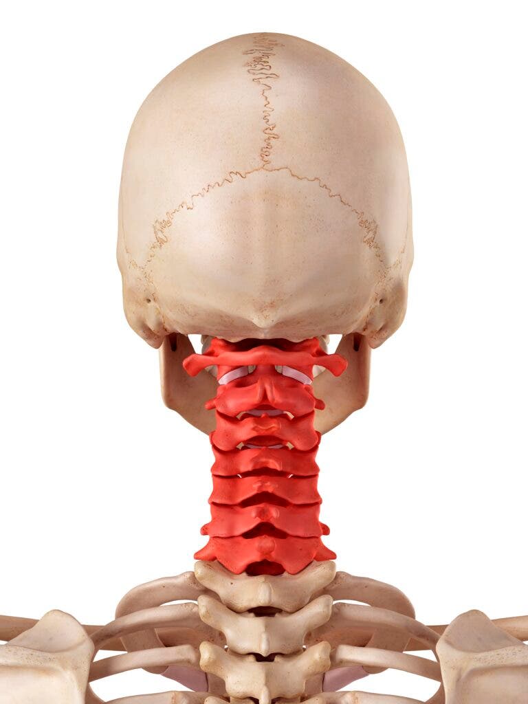 Illustration of the seven cervical vertebrae of the human skeleton.