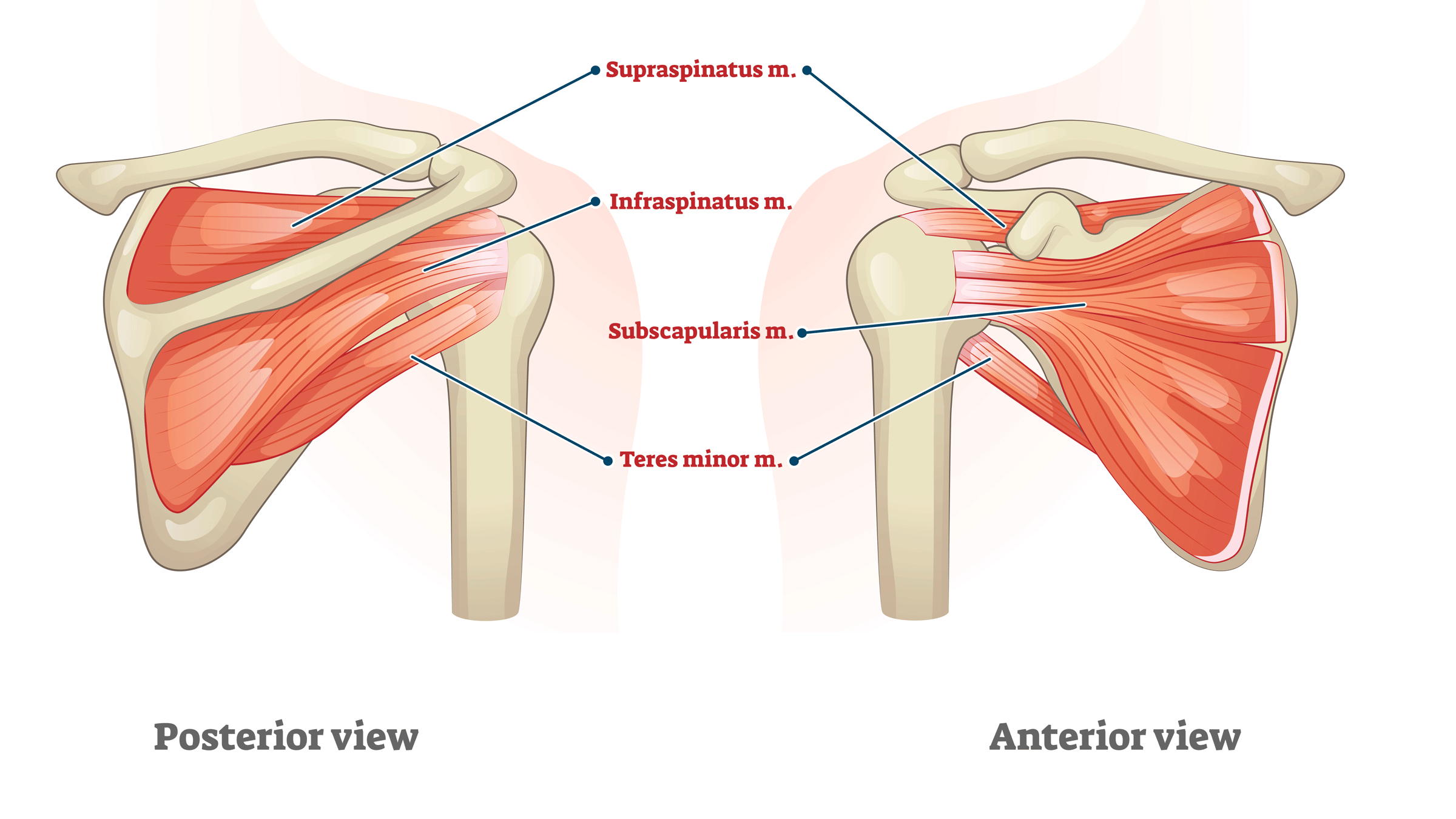 An illustration of the upper back and shoulders that depicts the bones, muscles, and tendons of the rotator cuff.