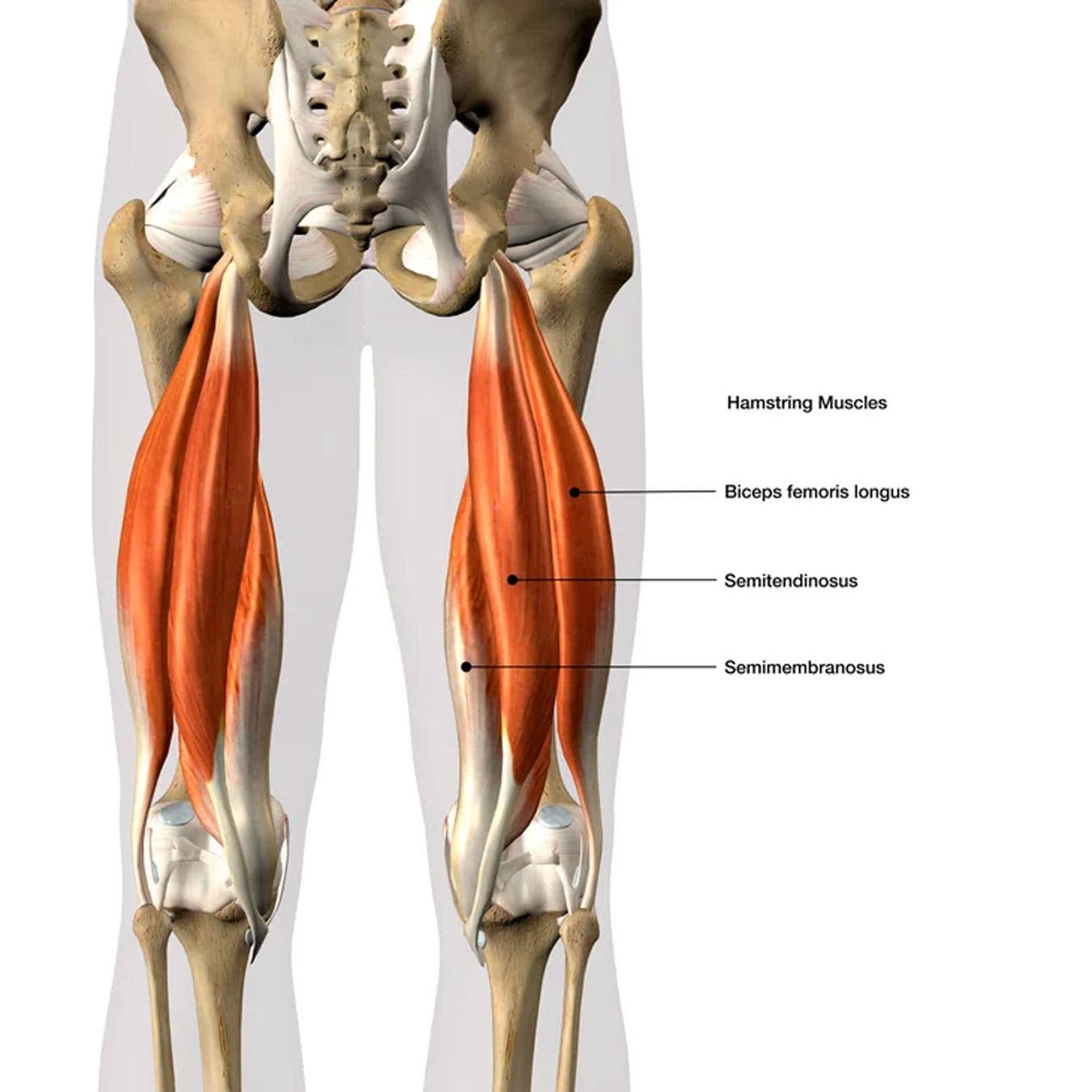 Diagram of the hamstrings to explain the affected areas with yoga butt