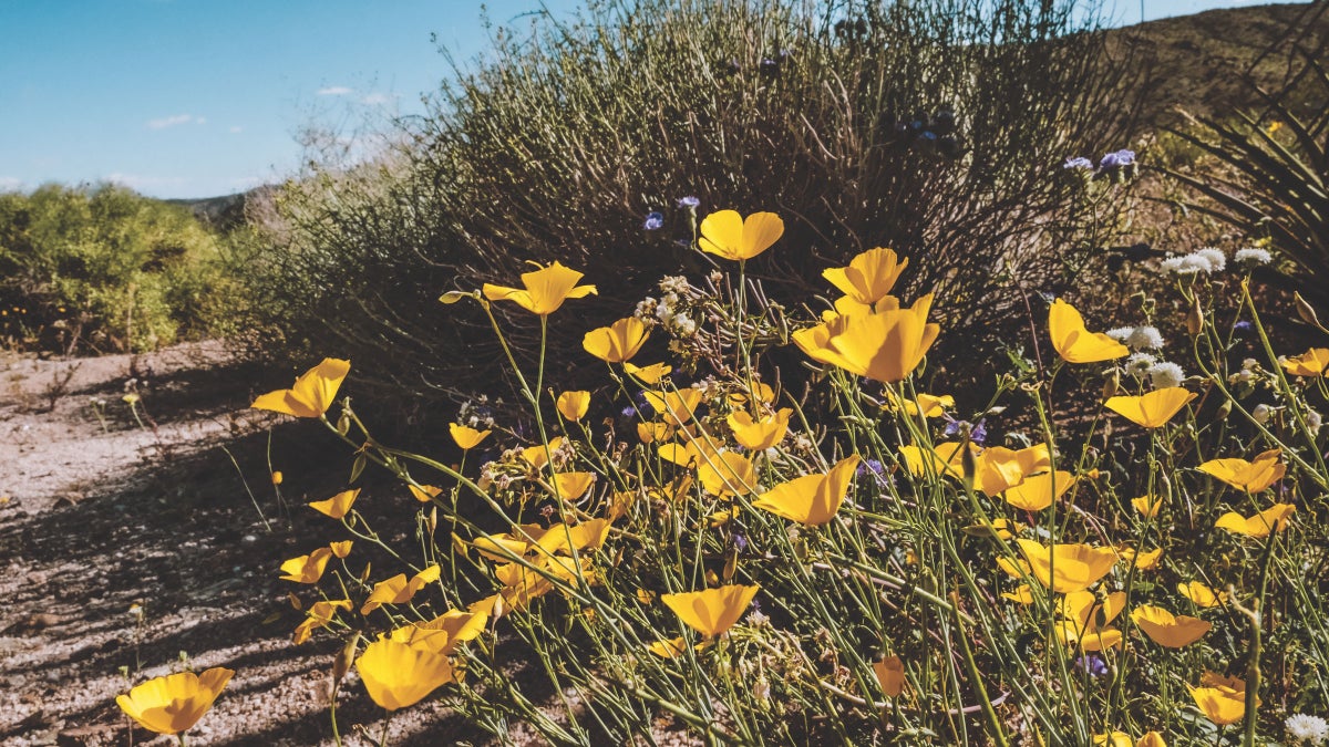 Why a Two-Hour Plant Walk Shifted My Outlook—For the Better