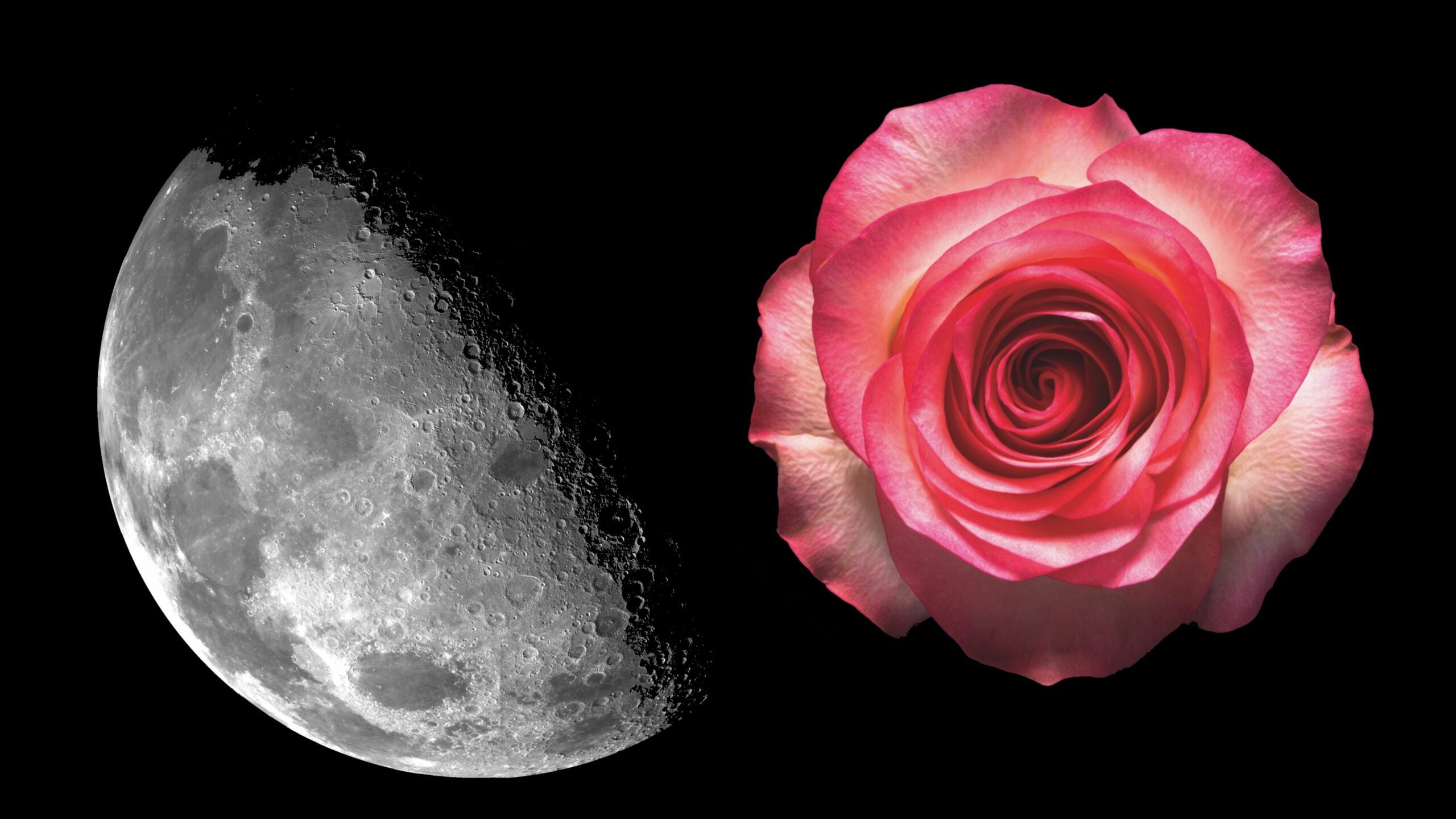 The Moon and a Rose