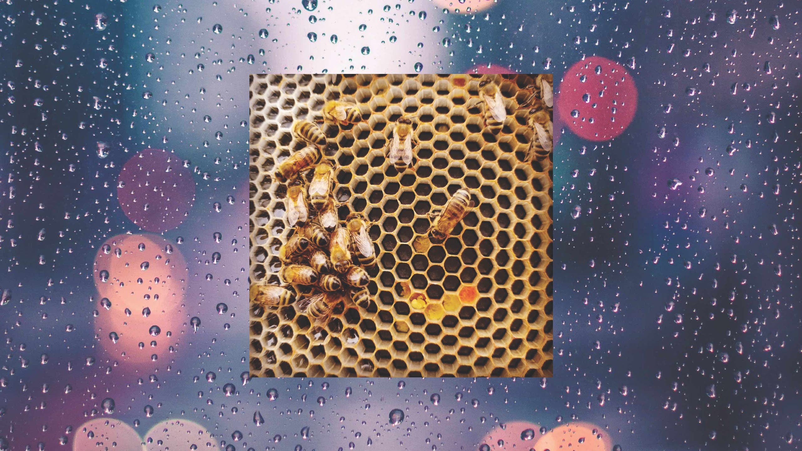 Rain and Bees