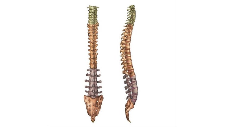 Spine Diagram