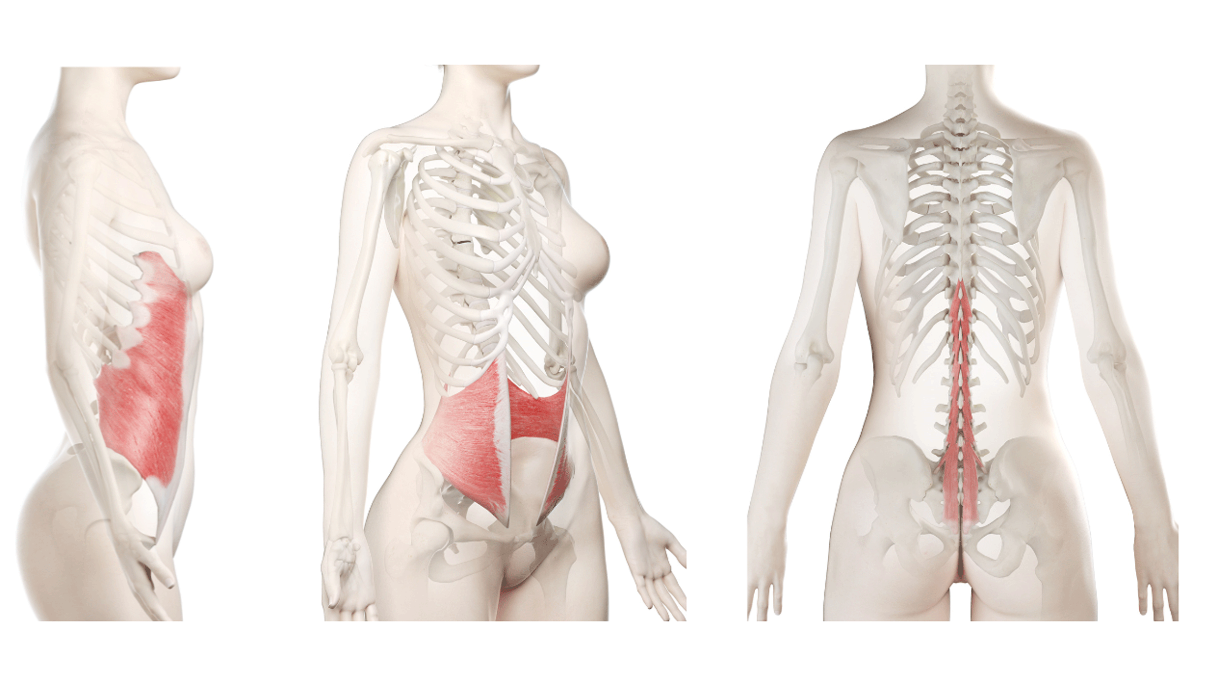 Anatomy illustration of the abdominals, specifically the internal obliques, external obliques, and back muscles
