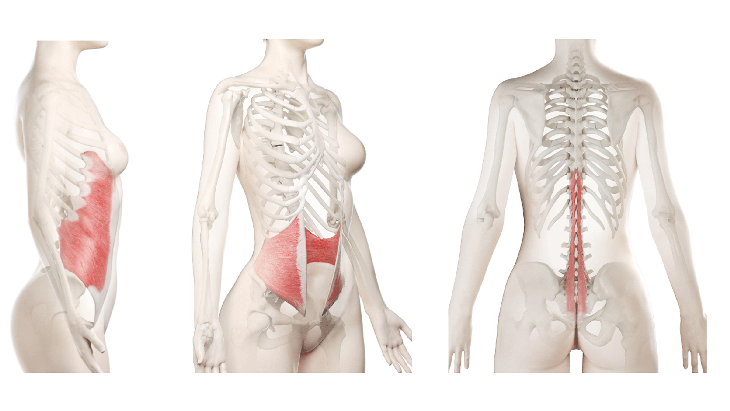 Anatomy illustration of the abdominals, specifically the internal obliques, external obliques, and back muscles
