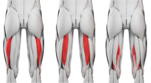 Illustrations of the hamstring muscles.