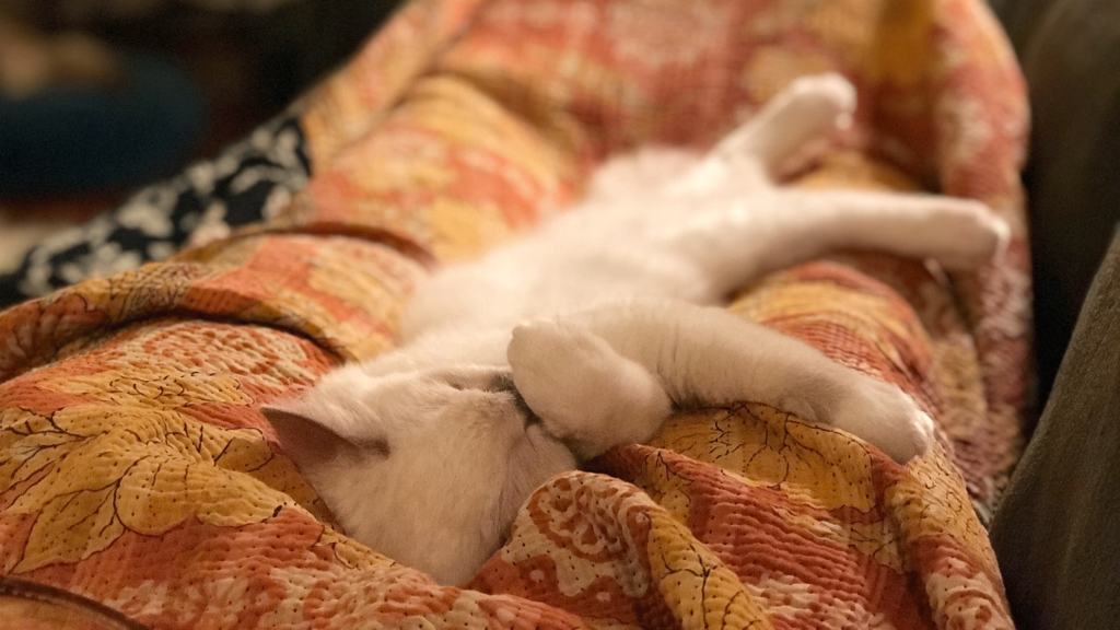White kitten asleep on a kantha quilt covering a person's legs on the couch
