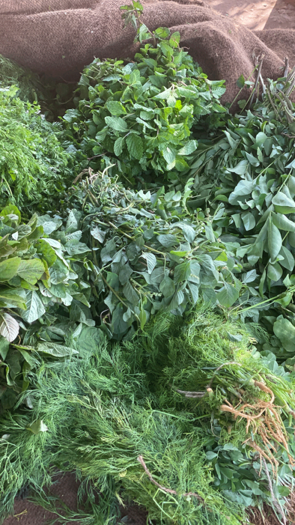 Bunches of green herbs including dill at a street cart in India