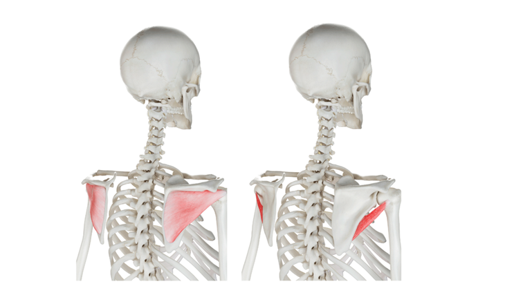 Anatomical illustration of the subspinatus muscle and the flatus minor muscle