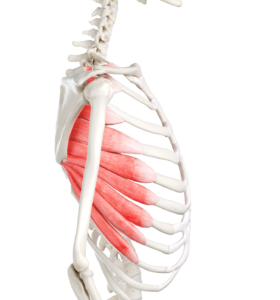 Anatomical illustration of the serratus anterior muscle between the ribs and the scapula or scapula