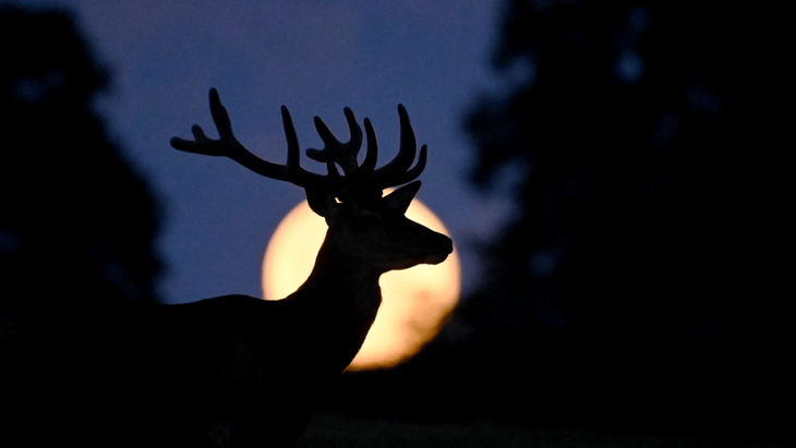 Buck at night with full moon in the background