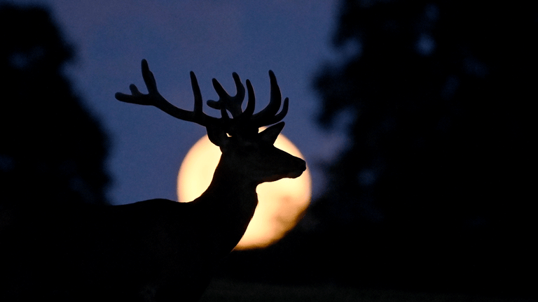 Full Moon Names, According to Indigenous Cultures