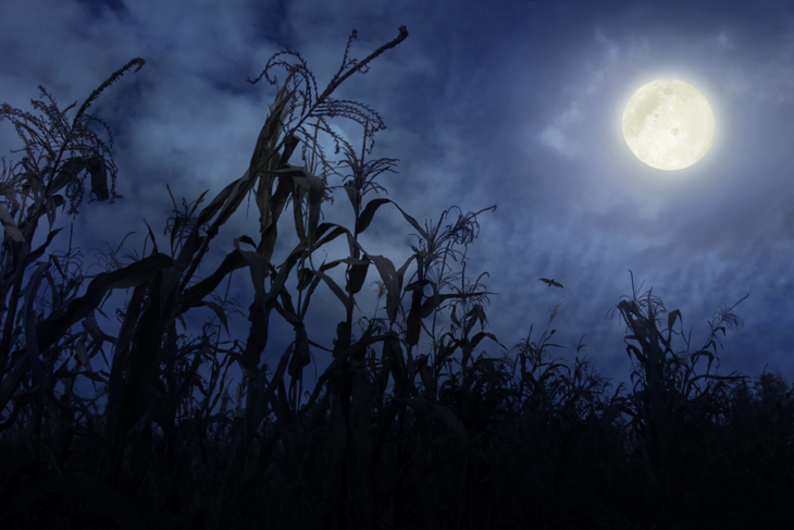 Full moon near a corn field