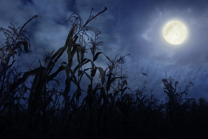 Full moon over a cornfield