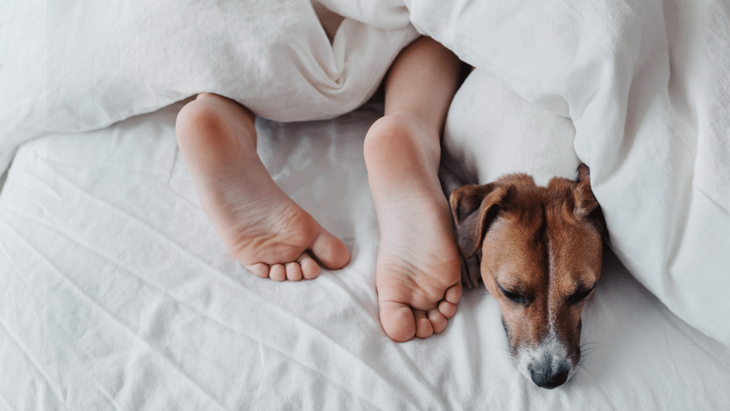 Human feet and a dog peeking out from beneath a comforter on a bed