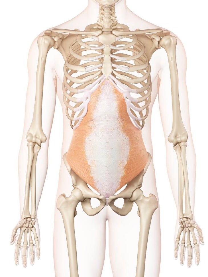 Anatomical illustration of TVA abs