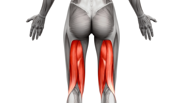 Illustration of the hamstrings on the back of the legs