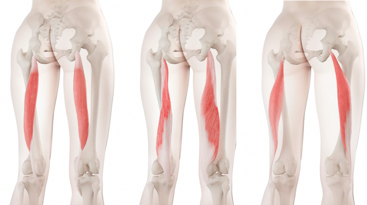 Anatomical illustrations of the hamstrings muscles, notably the biceps femoris, the semitendinosus, and the semimembranosus.