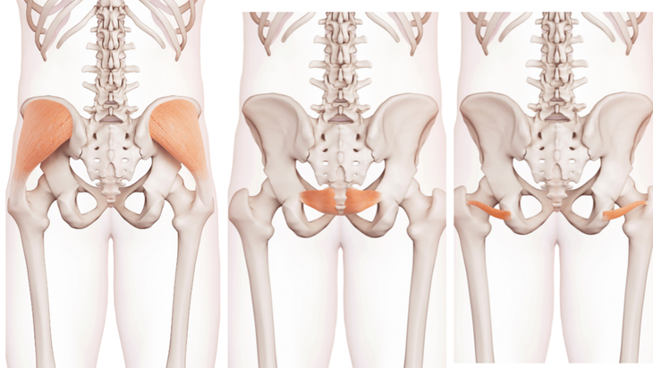 Anatomical illustrations of the hip flexors and extensors that, when tight, require the best hip stretches for athletes