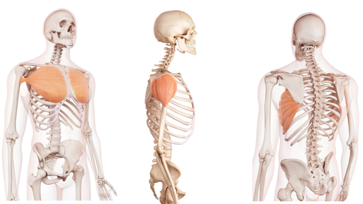 Anatomical illustrations of chest and shoulder muscles that need to be stretched in athletes