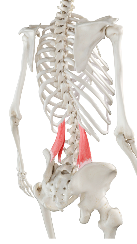 Anatomy illustration of the quadratus lumborum or QL muscle