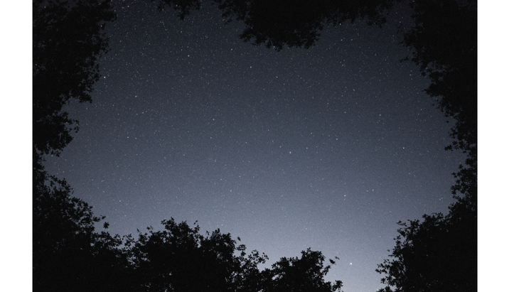 Look up at the night sky through the trees.