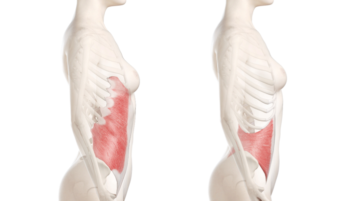 Anatomical illustrations of the external and internal obliques, which are lengthened in a side stretch