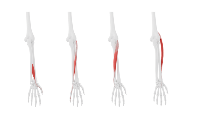 An anatomical illustration of the different muscles in the forearms that can help you learn how to strengthen wrists.